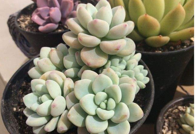 多肉+酒精，是要醉的節奏呀！消毒液生產廠家直銷批發與您分享！