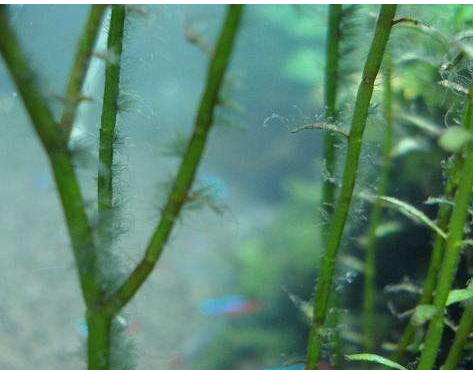 戊二醛消除魚缸內黑藻，消毒劑生產廠家為您解憂！