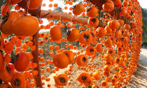 柿子澀味不好吃，酒精催熟變美味！漓峰牌75%乙醇消毒液生產廠家與您分享！