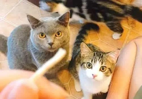 吸貓擼狗的年輕人，你需要一款天然的寵物除臭劑[漓峰]