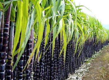 甘蔗入榨即將開始 醫(yī)用酒精供應(yīng)進入增長期[漓峰]