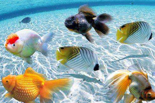 什么！碘伏消毒液還可以用來給魚消毒？【漓峰】